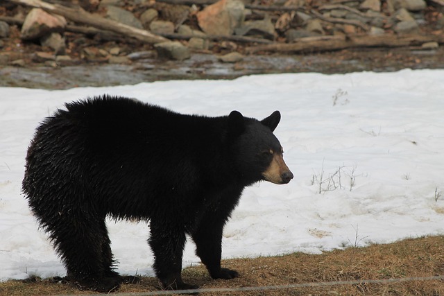 Free Bear Winter photo and picture