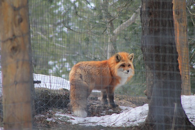 Free Fox Winter photo and picture