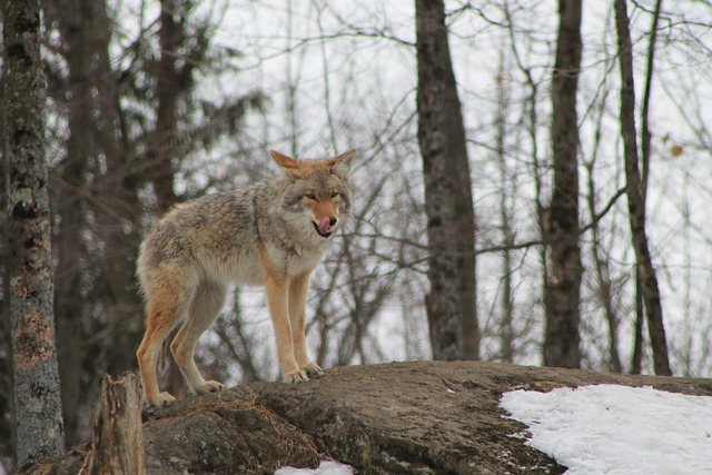 Free Wolf Fauna photo and picture