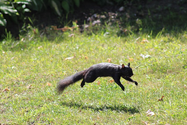 Free Squirrel Animal photo and picture