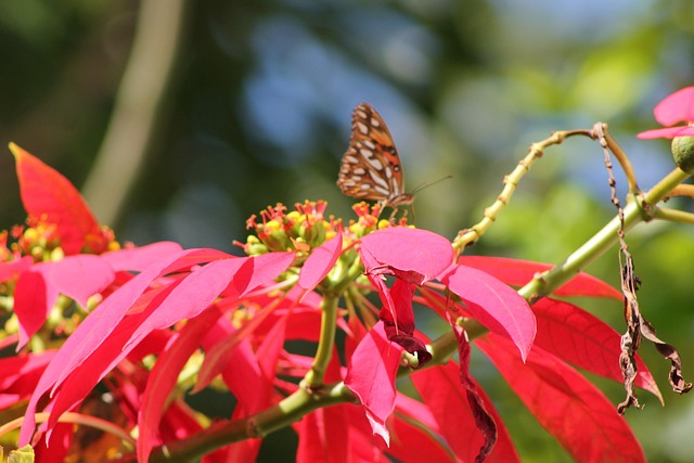 Free Butterfly Flowers photo and picture