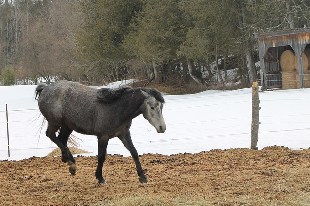 Free Horse Enclosure photo and picture