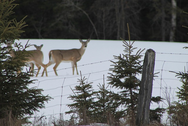 Free Doe Roe Deer photo and picture