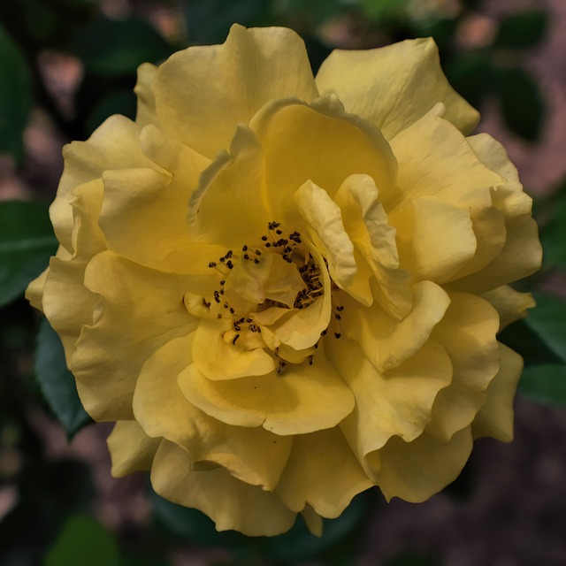 Mawar Kuning - Foto gratis di Pixabay - Pixabay