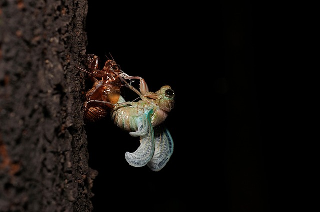 Cicade, Insecten, Cicade Fabel, Natuur