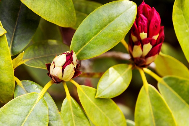 Free Magnolia Flower photo and picture
