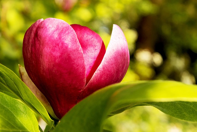 Free Flower Magnolia photo and picture