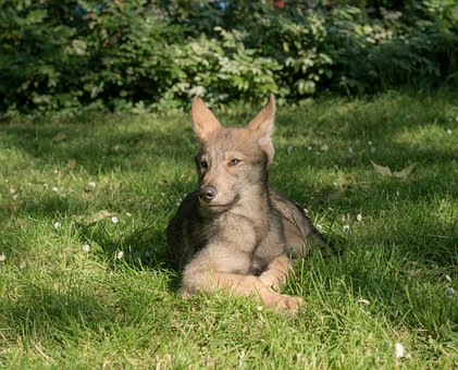 Free Wolf Dog Dog photo and picture