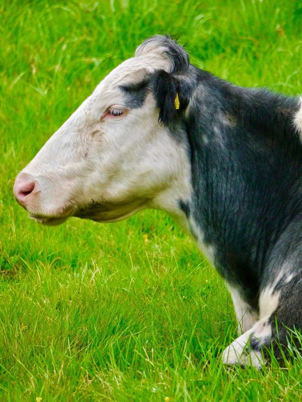 Cow Cattle Live Free photo on Pixabay Pixabay