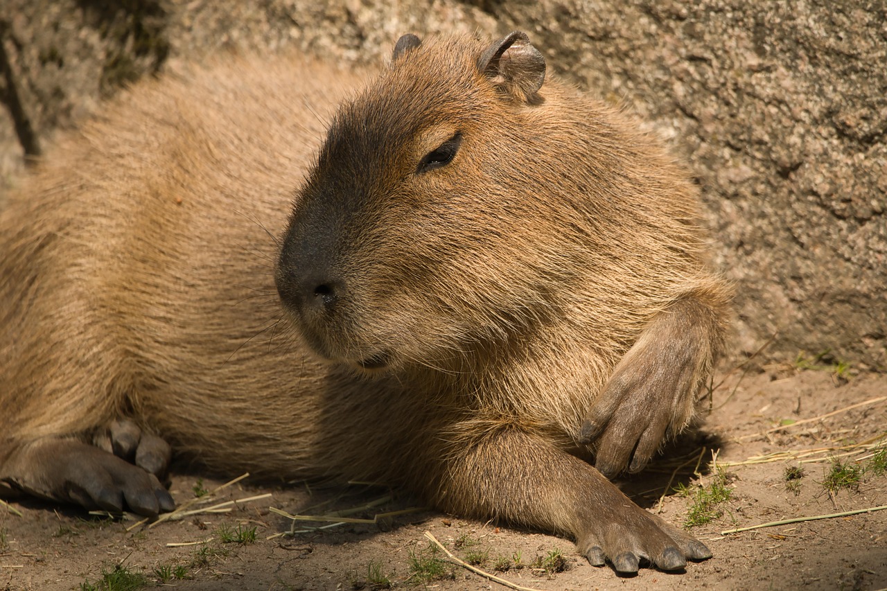 Capibara Knaagdier Zoogdier Gratis Foto Op Pixabay Pixabay