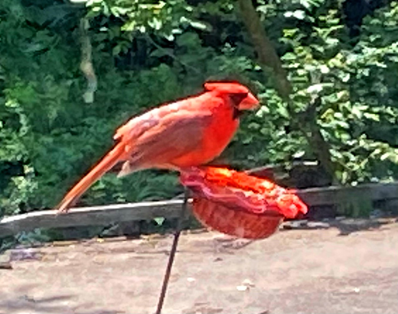 Oiseau Nature Cardinal - Photo gratuite sur Pixabay - Pixabay