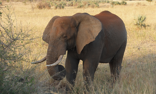 Elefante, Fauna Silvestre, África