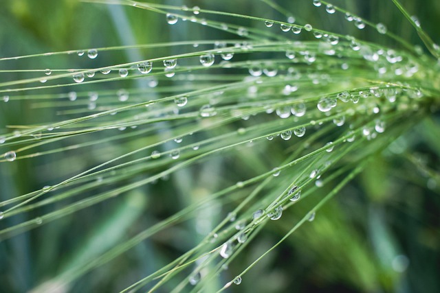 Free Grass Water photo and picture