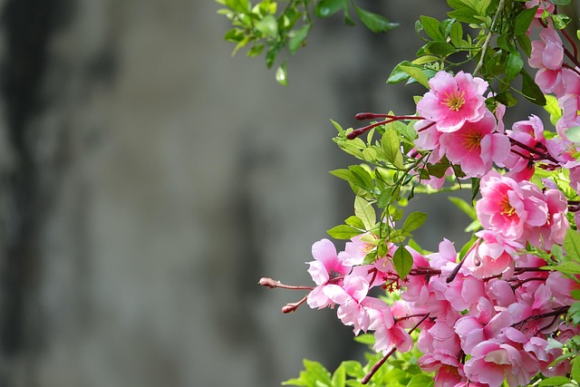 Free Flowers Petals photo and picture