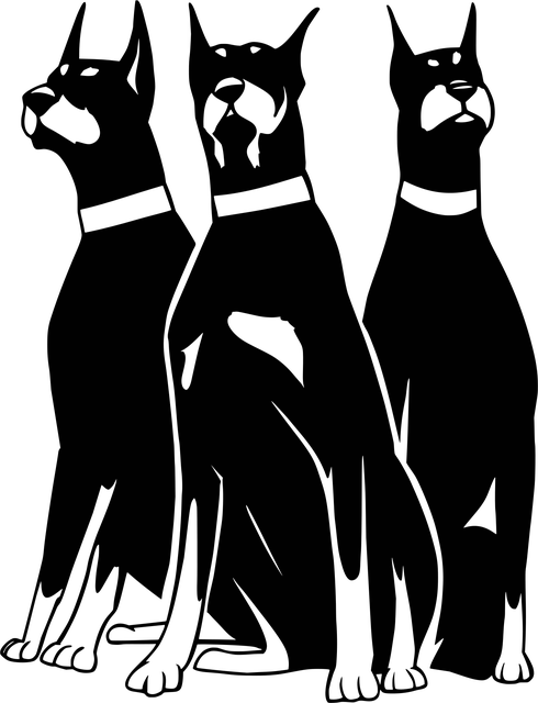 Doberman, Hund, Dyr, Pattedyr, Hunde