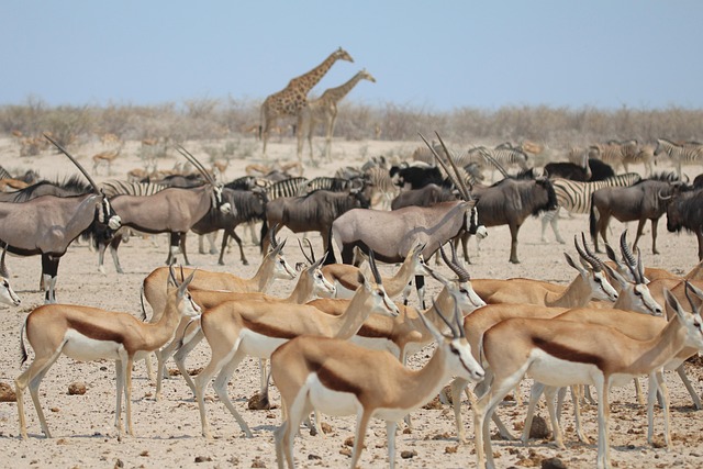 Springbok, Giraffen, Zebra'S