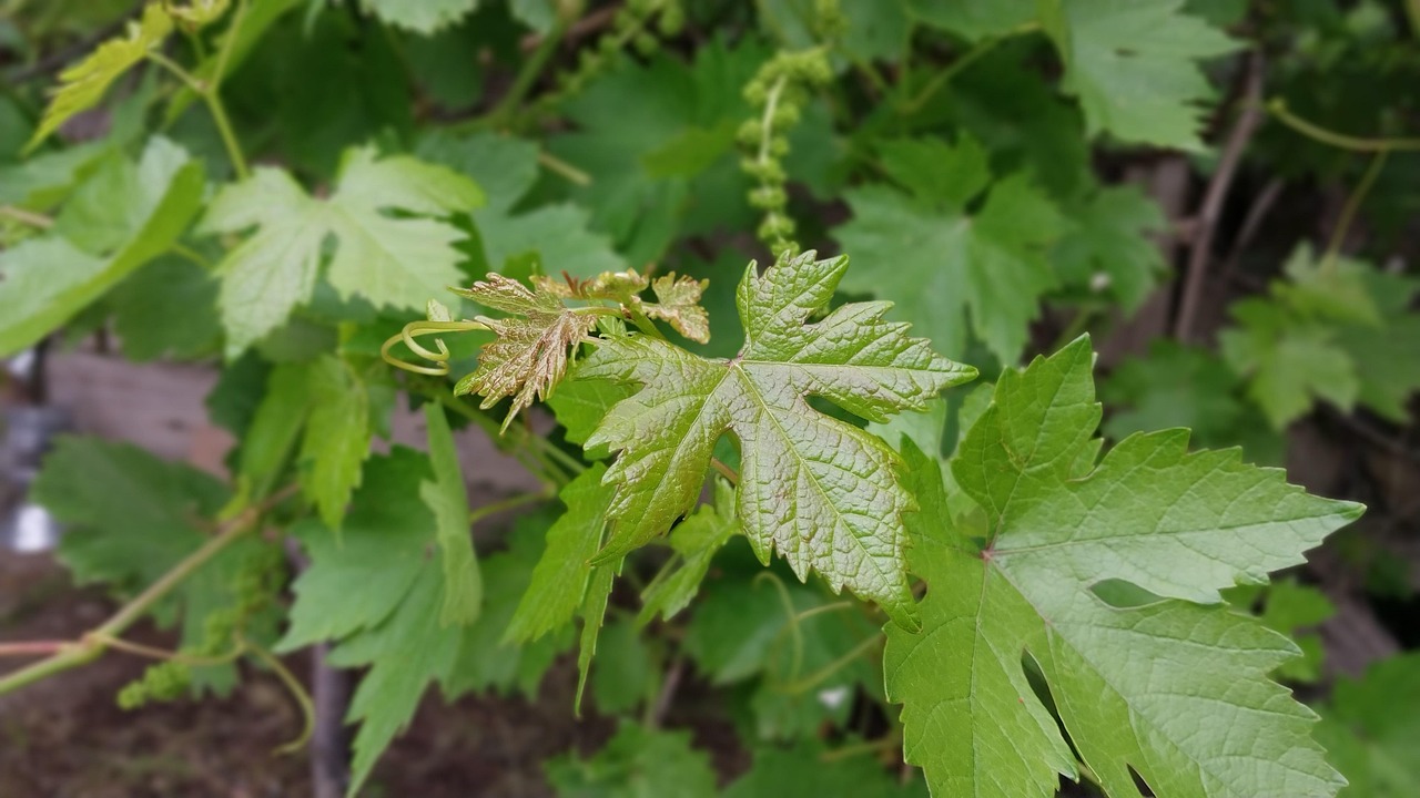 Grape Leaf Free photo on Pixabay Pixabay
