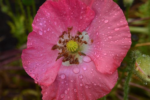Flor, Papoula, Gotas, Rosa, Agua