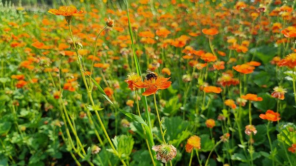 Hummel, Blumen, Sommer, Natur