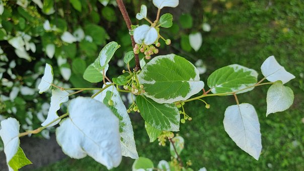 Blatt, Natur, Baum