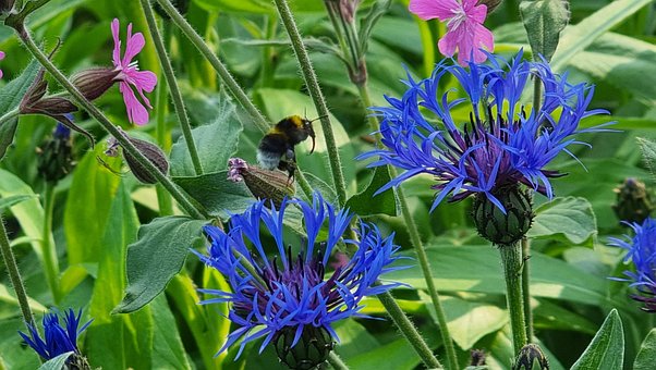 Hummel, Fliegend, Blume, Natur