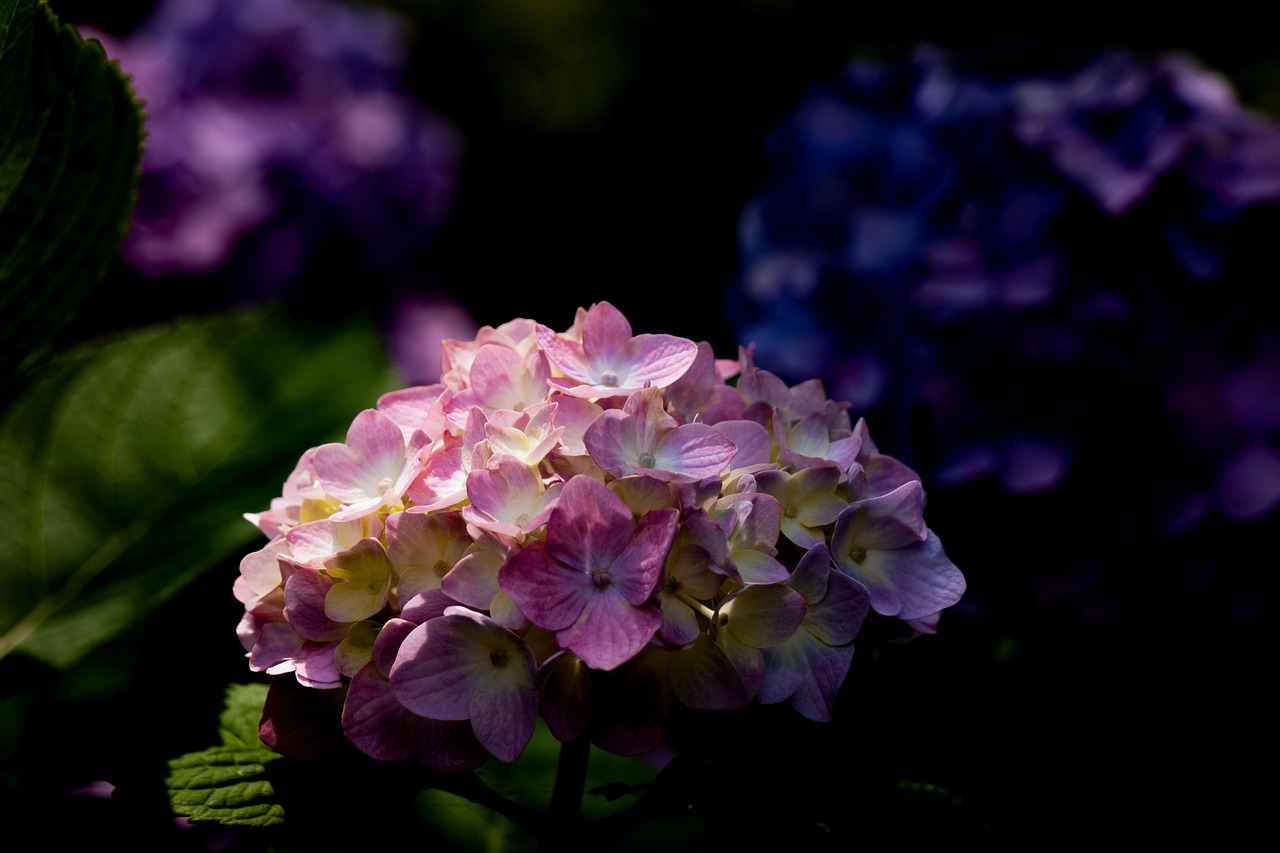 Hydrangea Flowers Pink In The Free photo on Pixabay Pixabay