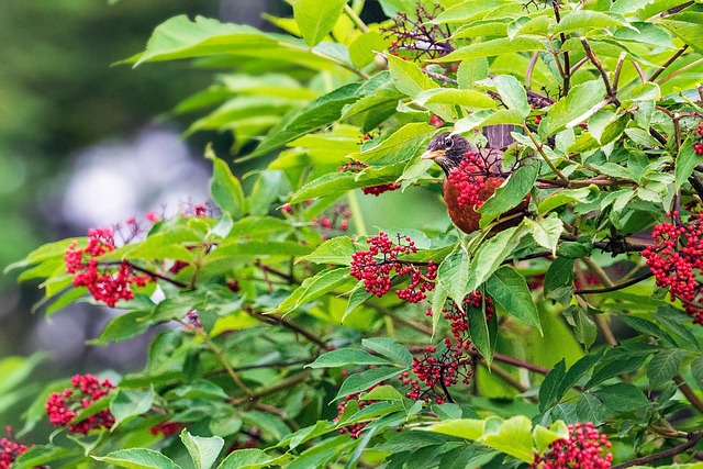 Rouge-Gorge Baies Buisson - Photo gratuite sur Pixabay - Pixabay