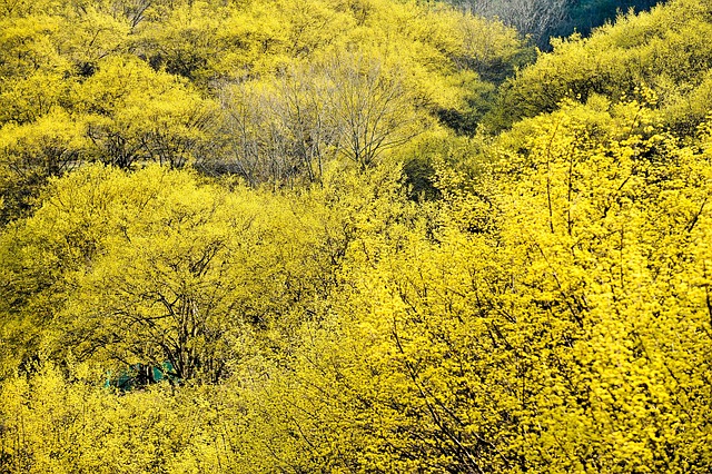 Forår, Blomst, Majsmælk, Natur, Landskab