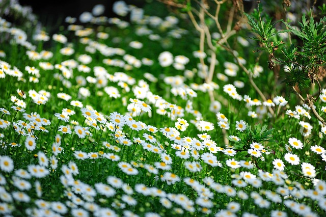 Krysantemum, Blomst, Natur