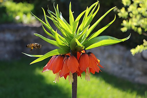 Free Imperial Crown Bee photo and picture