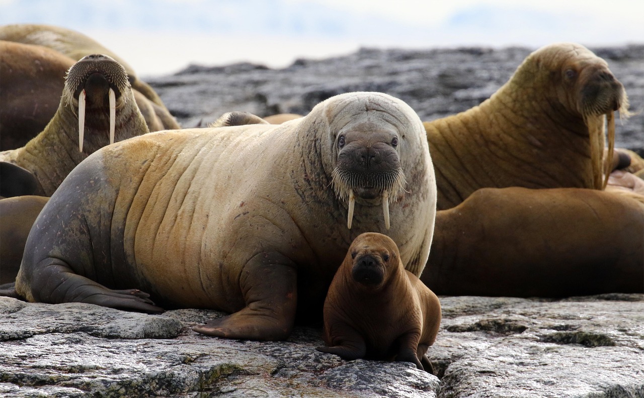 20 000 Free Morsa Abstracta Walrus Images Pixabay 20 000 Free Morsa Abstracta Walrus Images Pixabay