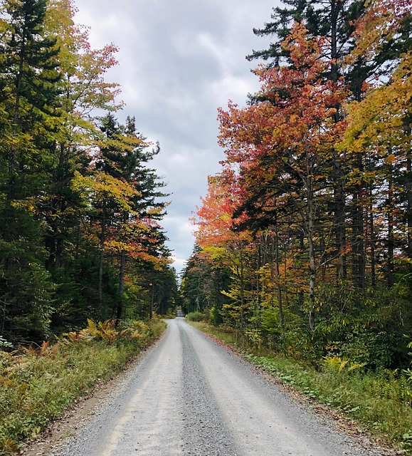 Herbst, Laub, Baum, Wald, Straße, Kies