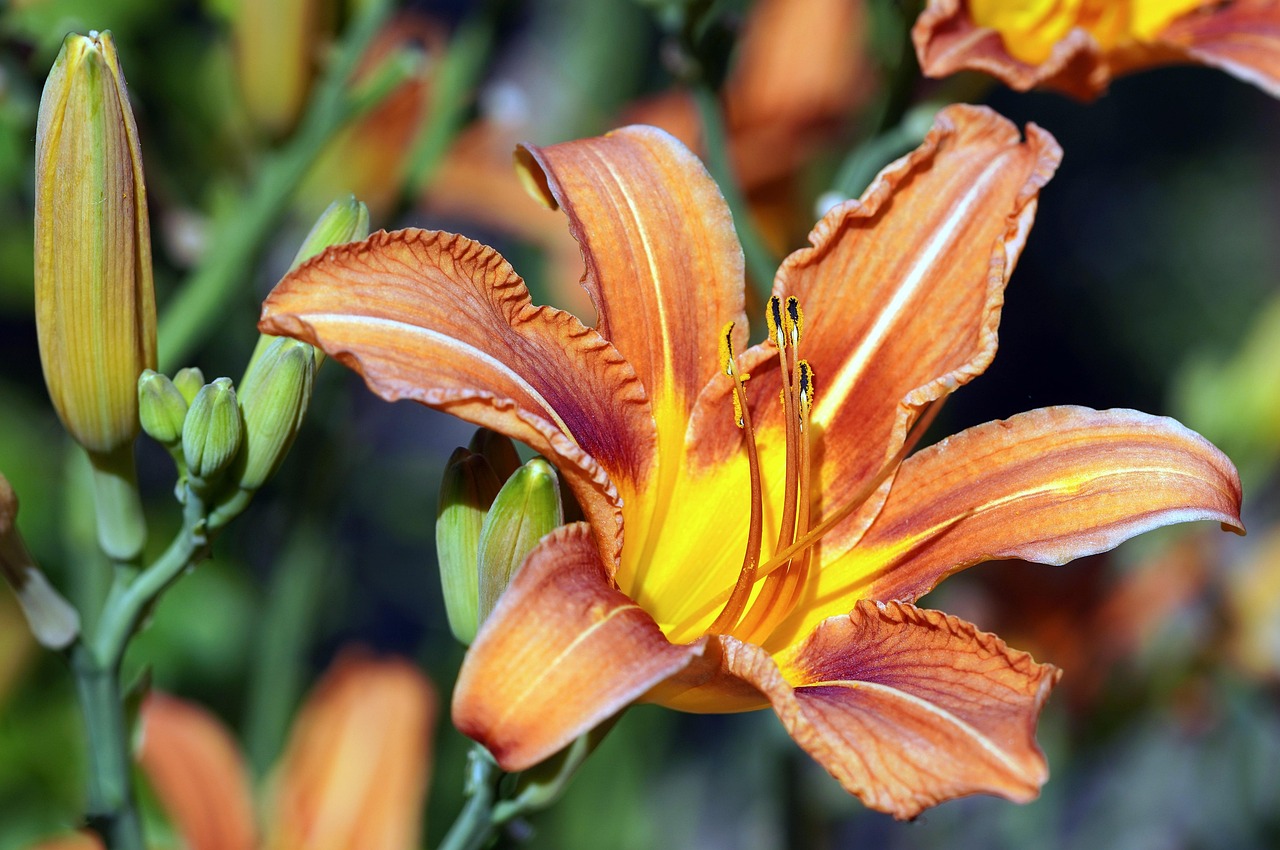 Lily Blossom Bloom Free photo on Pixabay Pixabay