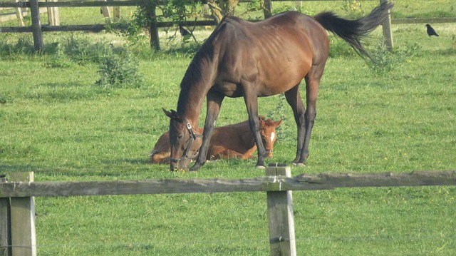 Free Horses Animal photo and picture