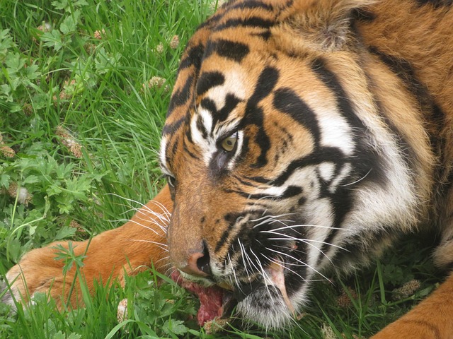 Free Tiger Cat photo and picture