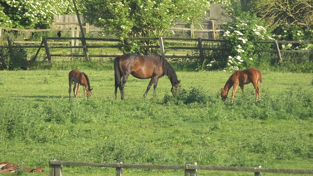 Free Horse Foal photo and picture
