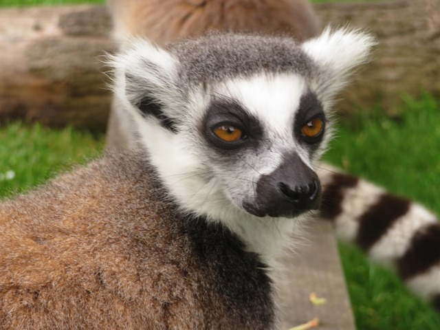 Free Lemur Face photo and picture