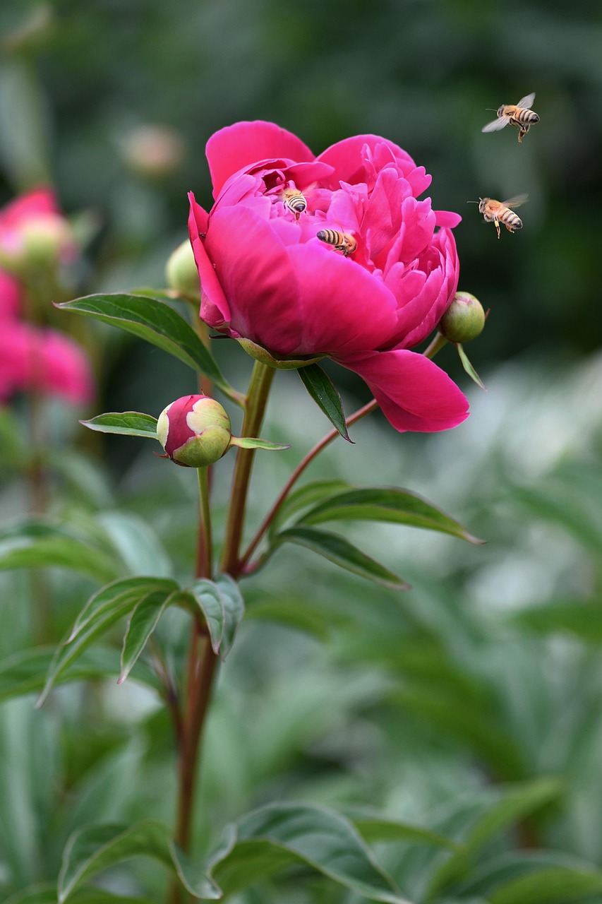 Pfingstrose Blumen Biene - Kostenloses Foto auf Pixabay - Pixabay