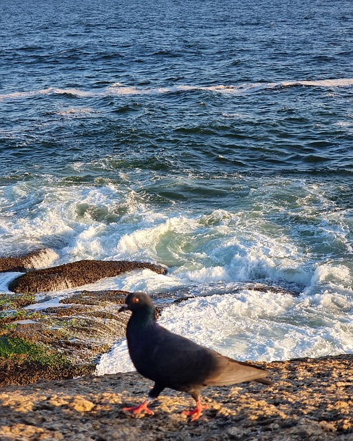 Free Bird Nature photo and picture