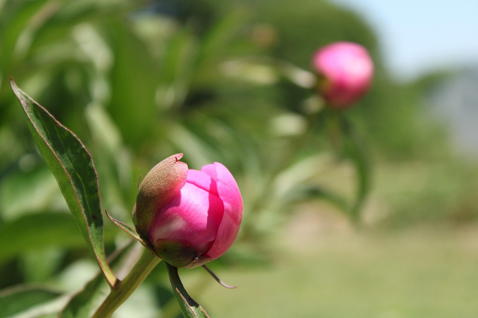 모란 꽃 싹 Pixabay의 무료 사진 Pixabay