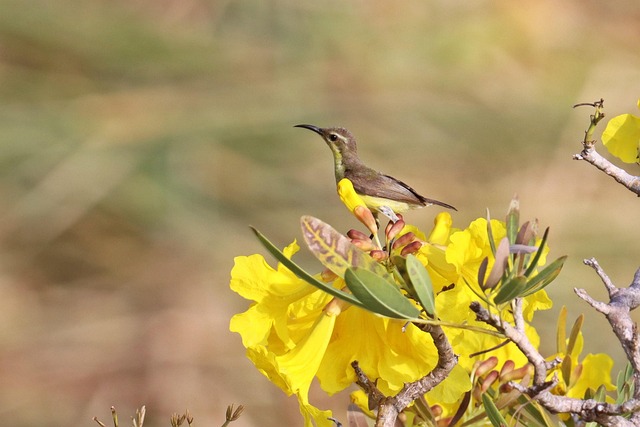 Vogel, Dieren, Zonnevogel, Natuur, Bloem