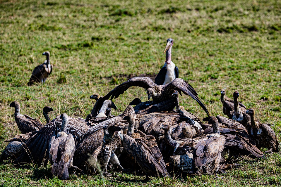 Vultures Bird Animal Kettle Of Free photo on Pixabay Pixabay