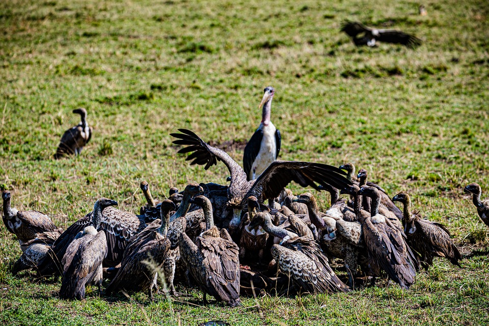 Vultures Bird Animal Kettle Of Free photo on Pixabay Pixabay