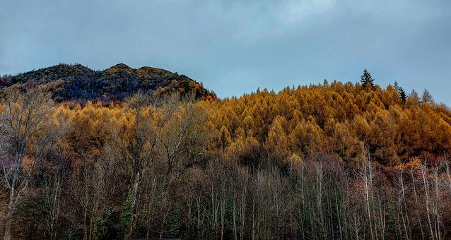Free Autumn Nature photo and picture