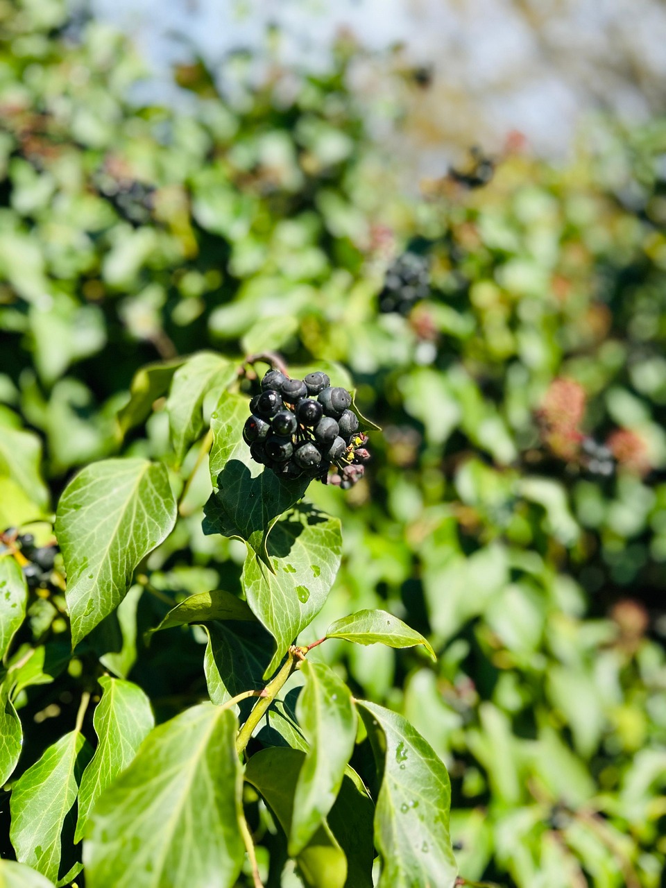 Brombeere Früchte Pflanze - Kostenloses Foto auf Pixabay - Pixabay