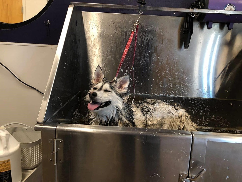 Dog Grooming Charlotte Nc Free photo on Pixabay Pixabay