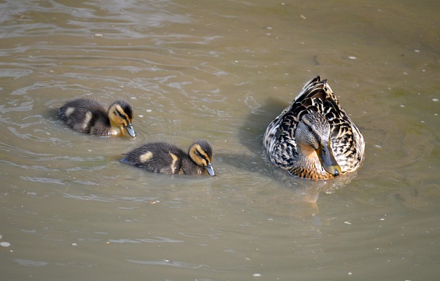 Entenküken, Vögel, Tiere, Schwimmen