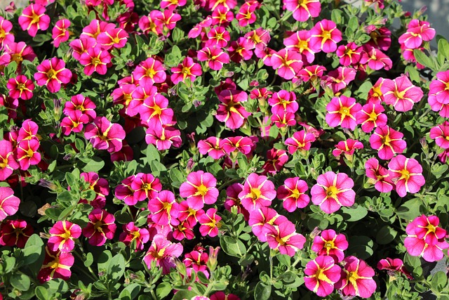 Bunga Alam Beraneka Warna - Foto gratis di Pixabay - Pixabay