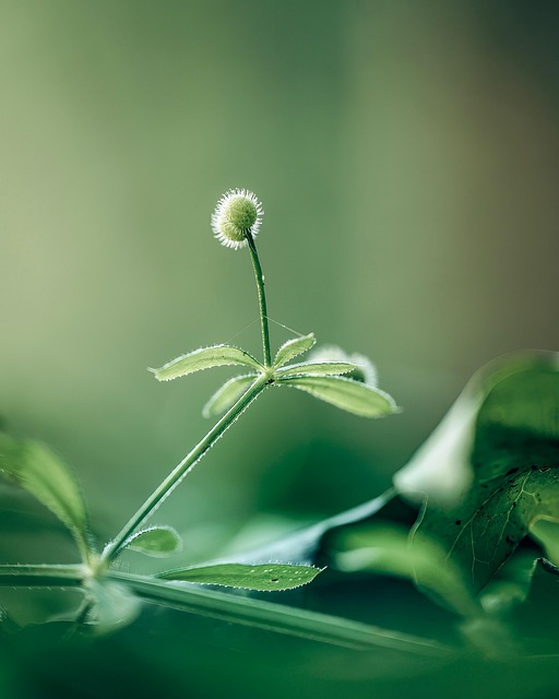 Free Spring Nature photo and picture