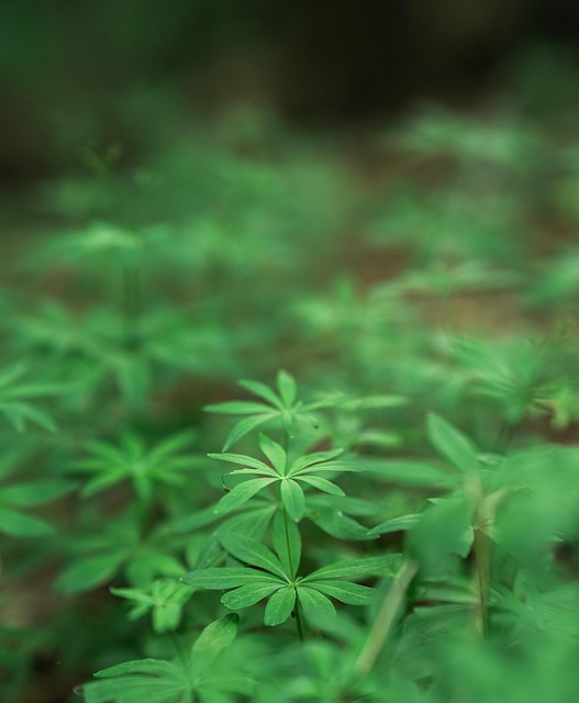 Free Forest Nature photo and picture